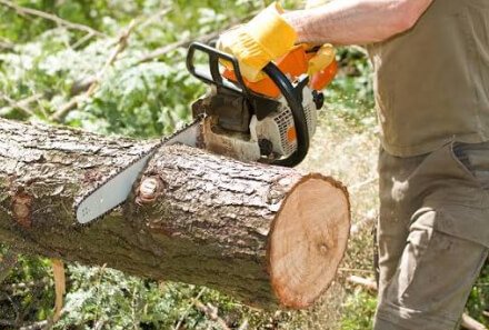 Top-Rated Tree Care Services in Cedar Rapids & Marion, IA